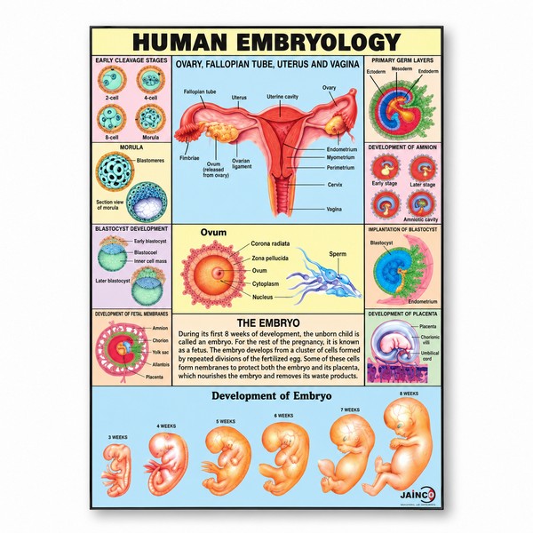 Human Embryology Chart